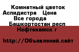 Комнатный цветок Аспидистра › Цена ­ 150 - Все города  »    . Башкортостан респ.,Нефтекамск г.